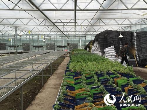 扶貧看貴州：一個大棚為何讓總書記停留20多分鐘？