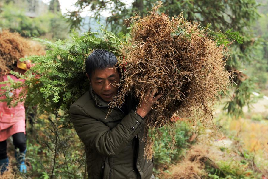 湖南桂東：紅豆杉培育使農戶走上致富路