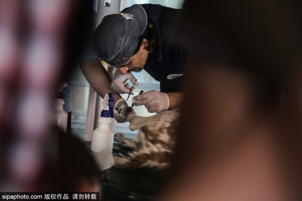 全球最慘動物園永久關(guān)閉