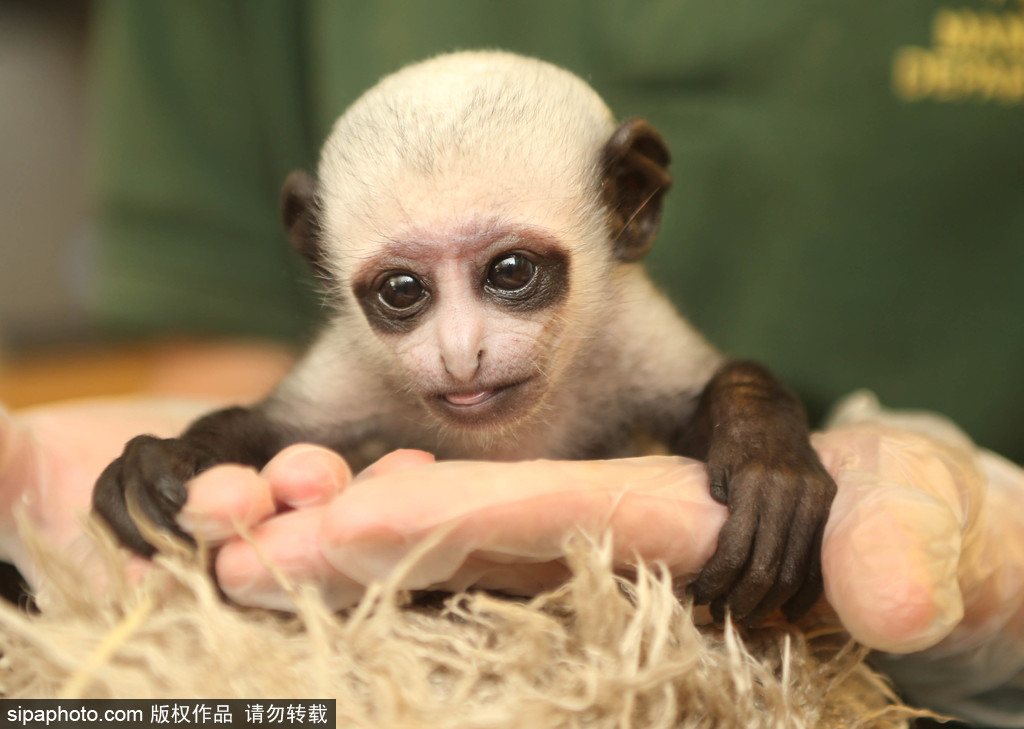 英國動物園刨腹產(chǎn)出生的猴寶寶 竟然長得像伏地魔