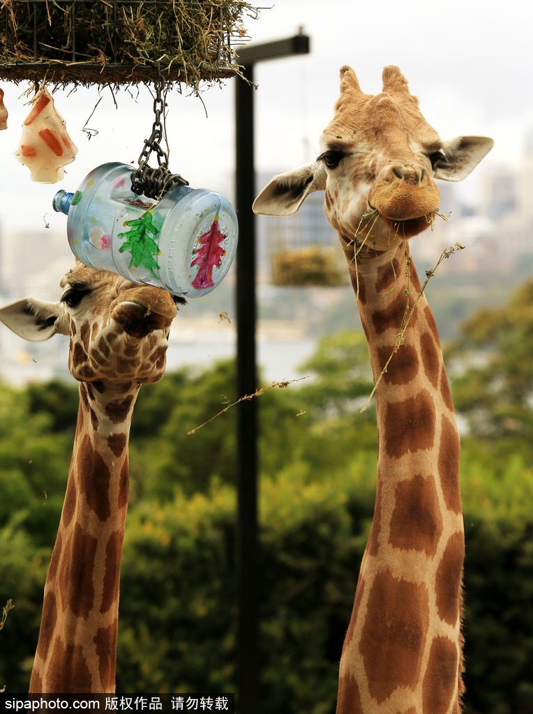 盤點動物圈的圣誕節(jié) 確定你們不是來賣萌的？