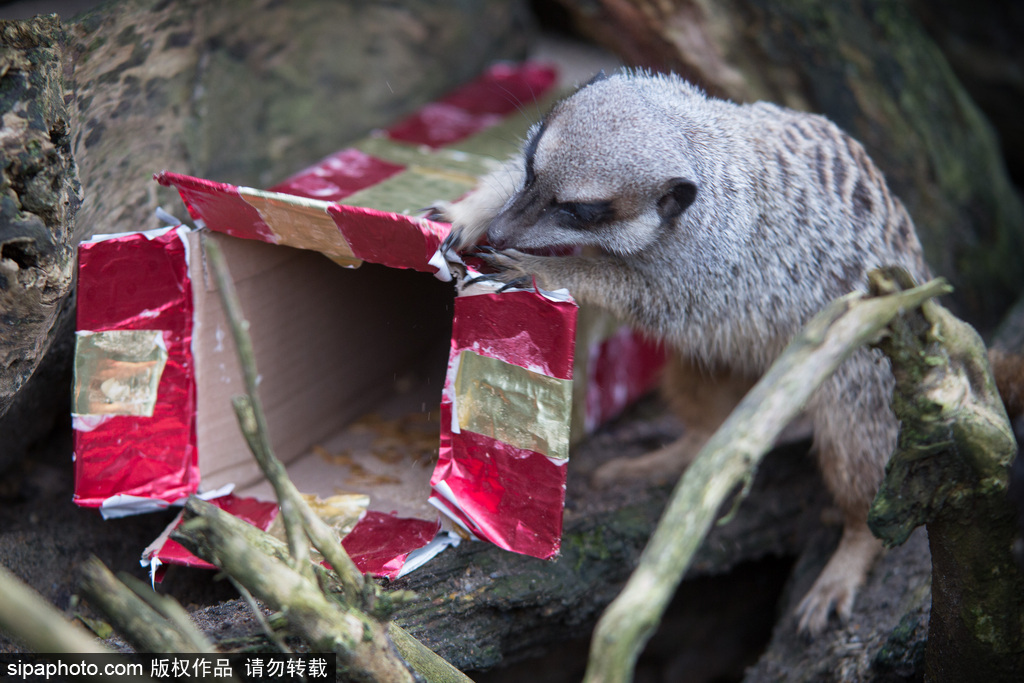 盤點動物圈的圣誕節(jié) 確定你們不是來賣萌的？