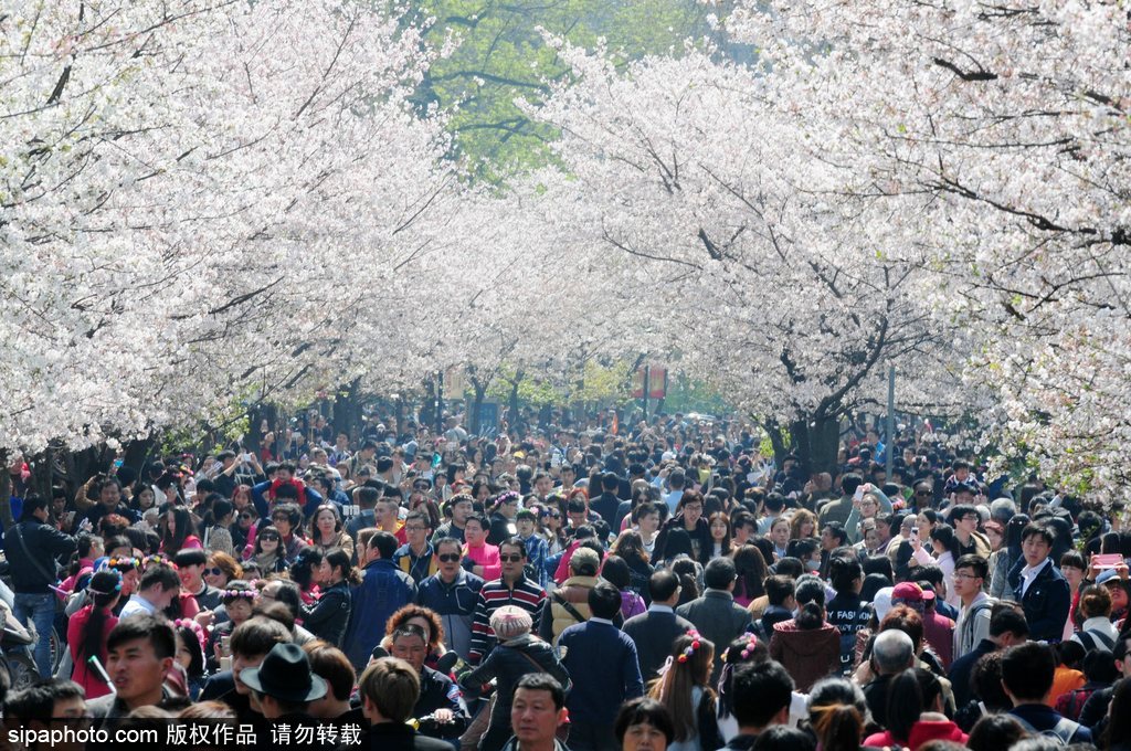 日本櫻花季即將到來(lái) 盤點(diǎn)國(guó)內(nèi)外賞櫻勝地超浪漫