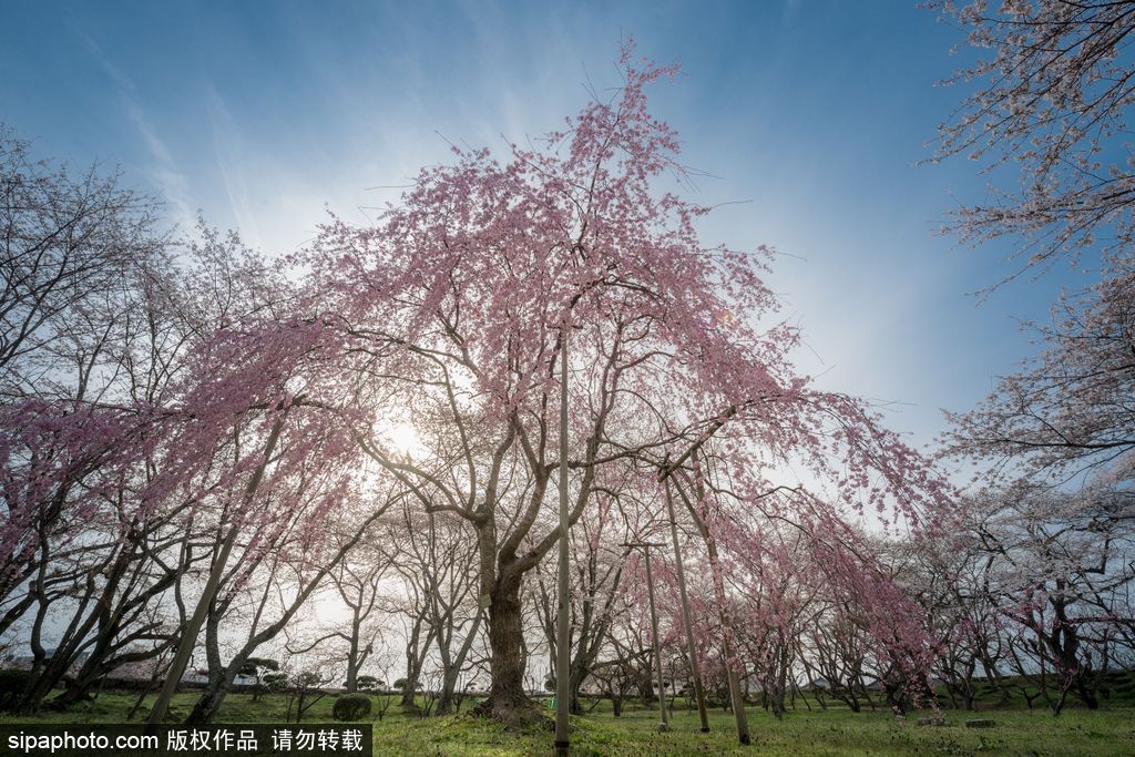 日本櫻花季即將到來(lái) 盤(pán)點(diǎn)國(guó)內(nèi)外賞櫻勝地超浪漫