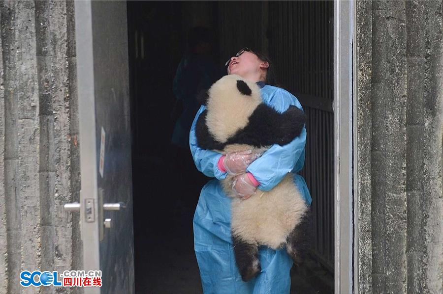 揭秘熊貓保姆工作 喂奶、陪耍視如己出（組圖）