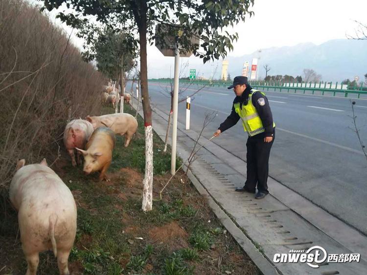 陜西一貨車側(cè)翻 “二師兄”高速上撒歡（組圖）