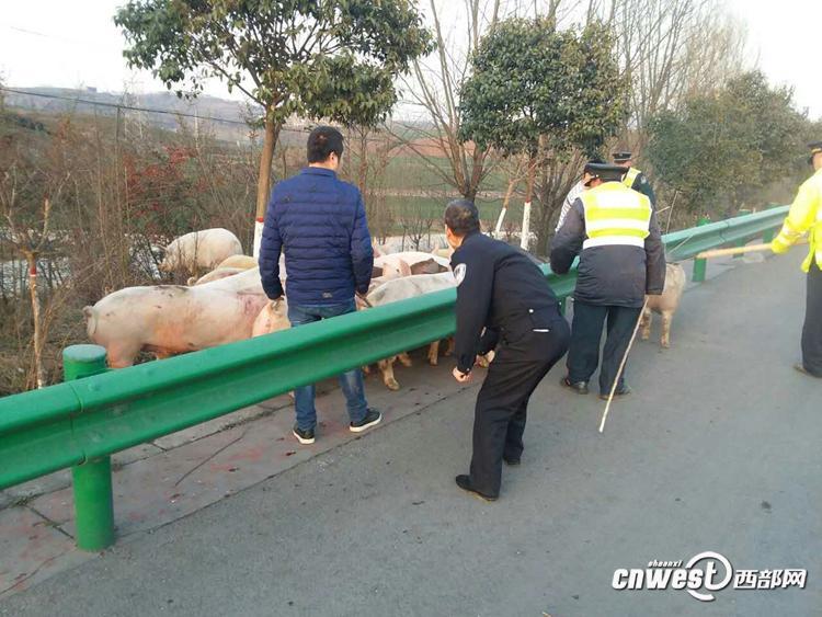 陜西一貨車側翻 “二師兄”高速上撒歡（組圖）