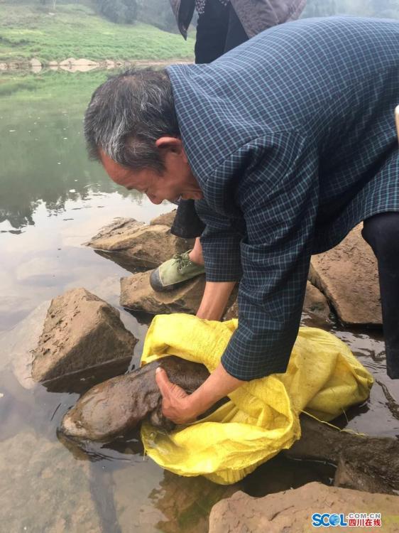 四川瀘州發現巨型野生娃娃魚 長1米重18斤