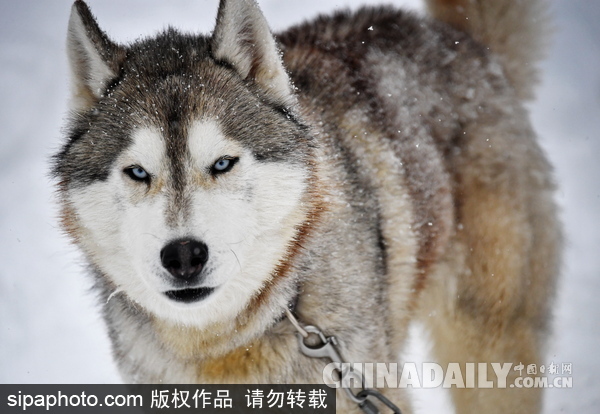 走進西伯利亞狗狗收容所 看雪橇犬們的生活（組圖）