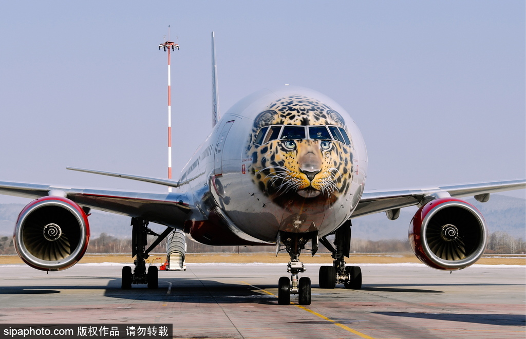 一頭豹子飛過來！俄羅斯飛機繪遠東豹圖案萌態十足