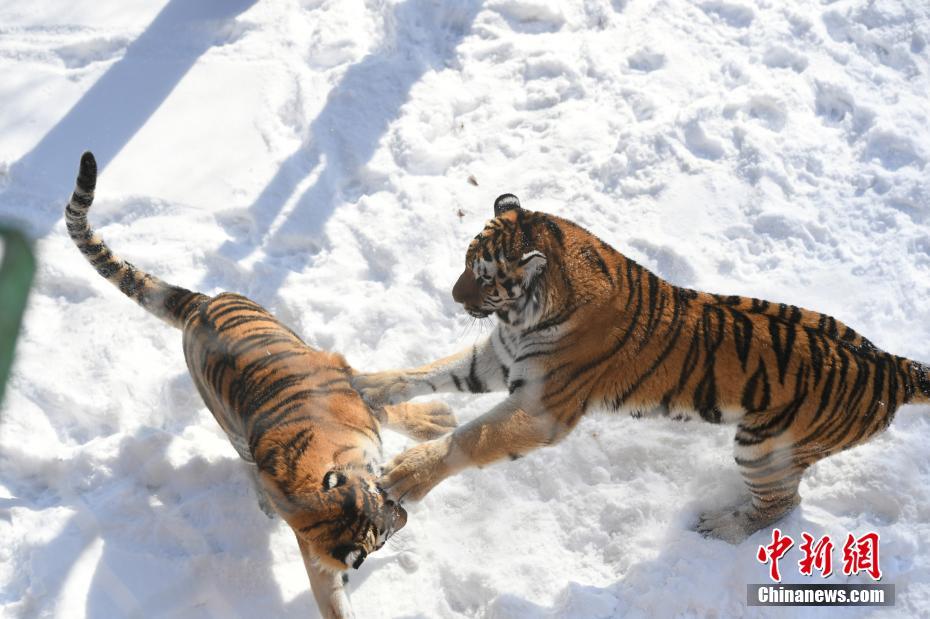長(zhǎng)春多輪降雪后 動(dòng)物們開(kāi)啟狂歡模式