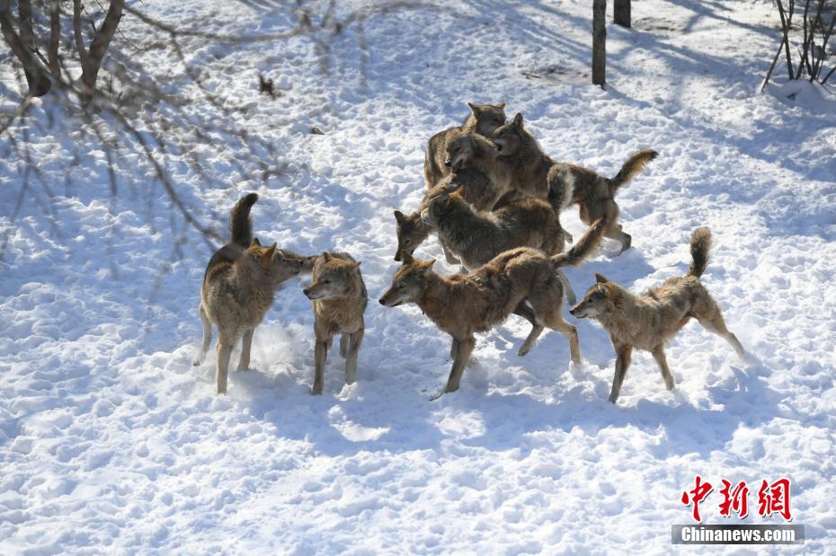 長春多輪降雪后 動物們開啟狂歡模式
