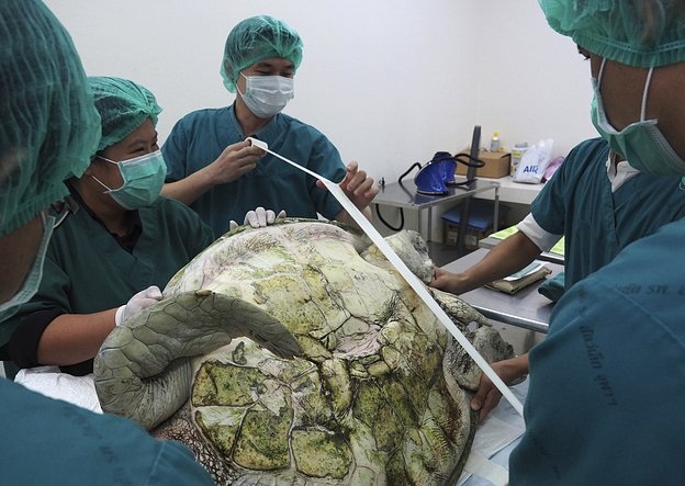 海龜吞915枚硬幣導致腹殼開裂 都是許愿池惹的禍？