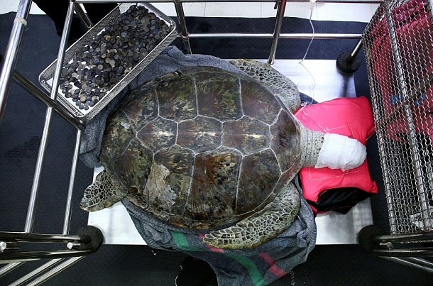 海龜吞915枚硬幣導致腹殼開裂 都是許愿池惹的禍？