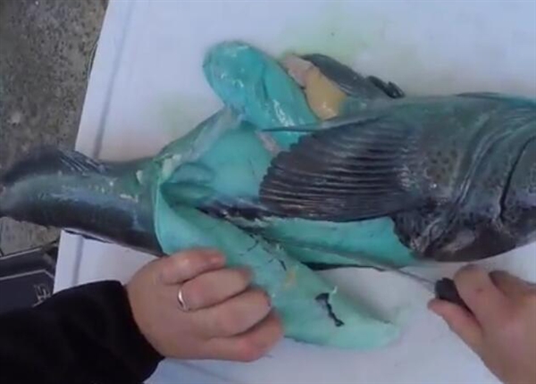 奇魚魚肉竟是藍綠色