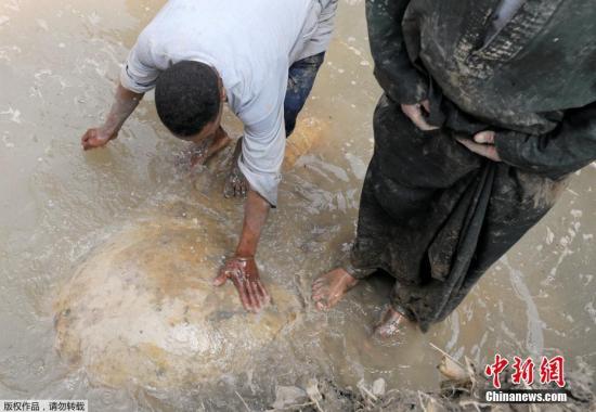 埃及現(xiàn)3000年巨型雕像 或?yàn)橹ɡ侠牢魉苟?/></p>

<p>該個雕像由石英制成，該地區(qū)有許多未完成的建筑物及泥路，亦是古老遺址赫利波利斯(Heliopolis)中，拉美西斯二世的寺廟地區(qū)。</p>

<p>據(jù)悉，拉美西斯二世是古埃及第19王朝法老，公元前1279年至1213年在位，對埃及進(jìn)行長達(dá)60多年的統(tǒng)治。</p>

<p>埃及古文物部部長阿納尼(Khaled al-Anani)表示，考古學(xué)家首先發(fā)現(xiàn)雕像的胸部及頭的下半部分，當(dāng)移走下半頭部后，又發(fā)現(xiàn)雕像的皇冠、右耳及右眼的碎片。埃及文物部稱，此次發(fā)現(xiàn)是該國最重要的歷史發(fā)現(xiàn)之一。</p>

<p>考古學(xué)家將繼續(xù)對雕像的其他部分進(jìn)行研究和恢復(fù)。</p>
</div>
<!--/enpcontent-->
<!--分頁-->
<!--廣告-->


<div   id=