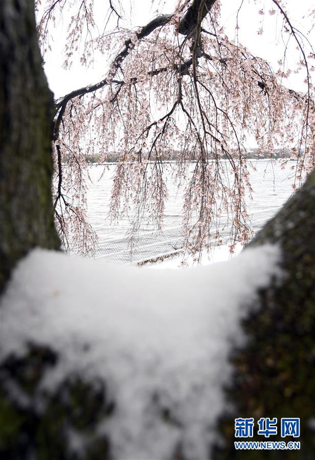 美國東北部遭遇暴風雪 數(shù)千航班取消（組圖）