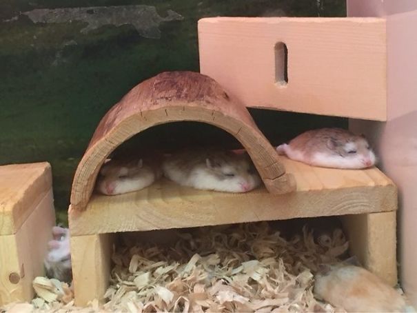 萌化人心 那些變成一灘的動物們