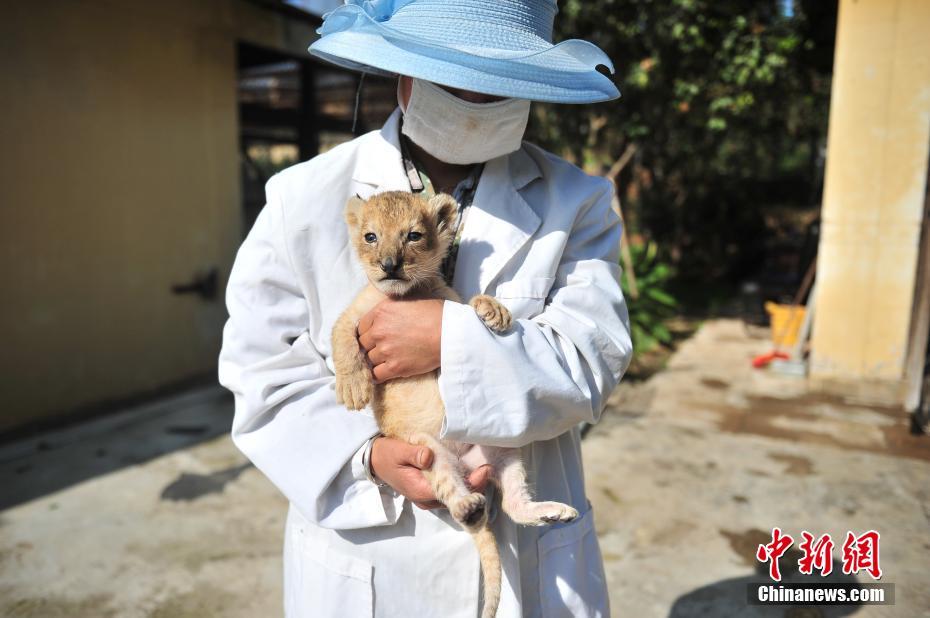 云南野生動物園新添小獅子 呆萌可愛