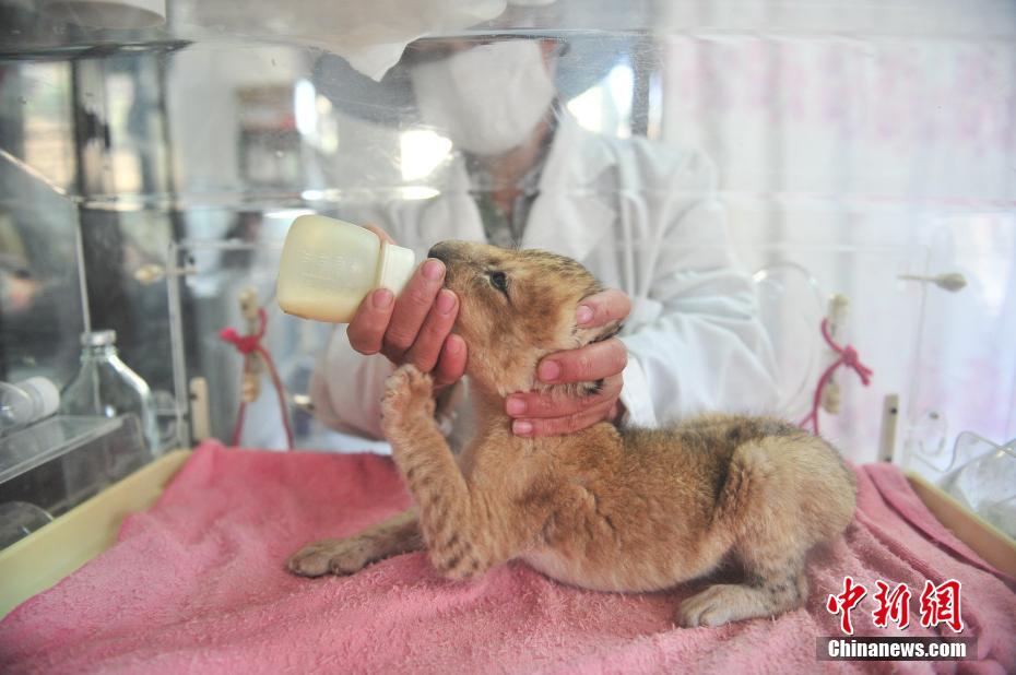云南野生動物園新添小獅子 呆萌可愛
