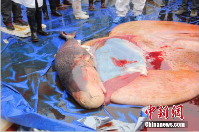 擱淺死亡鯨魚已懷孕 世界首例發(fā)現抹香鯨胎盤【圖】