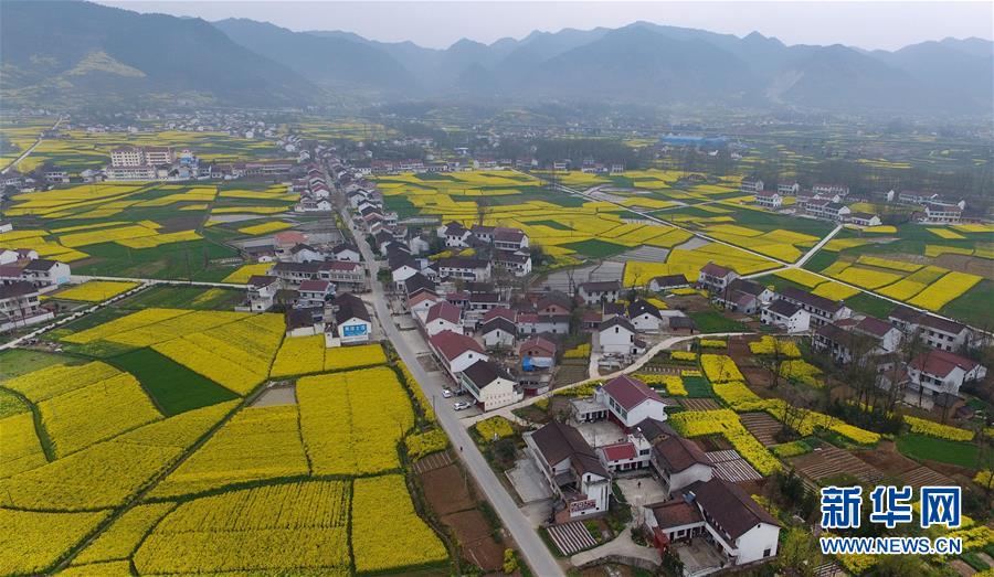 陜西漢中：風(fēng)過田野菜花黃