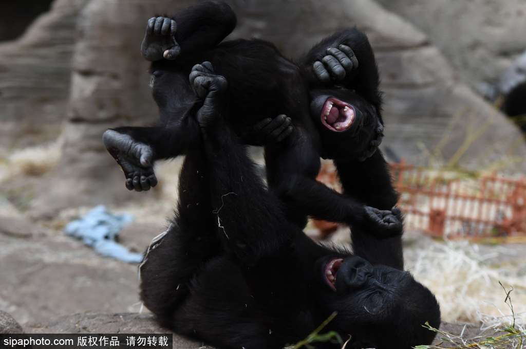 西班牙九個月小猩猩動物園玩耍嬉戲 憨態可掬“人模人樣”