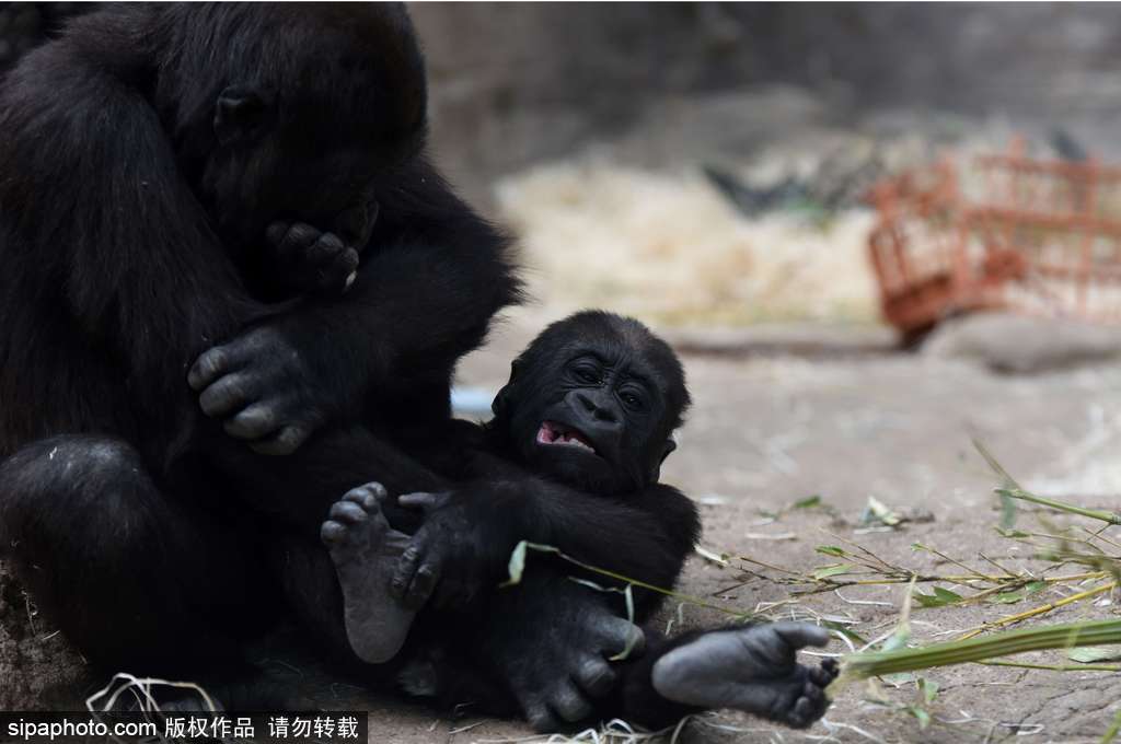 西班牙九個月小猩猩動物園玩耍嬉戲 憨態可掬“人模人樣”