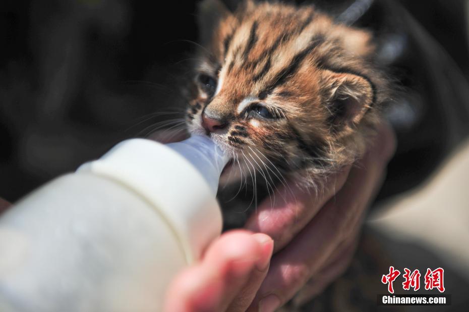 云南野生動(dòng)物園收容救助小豹貓 呆萌惹人愛