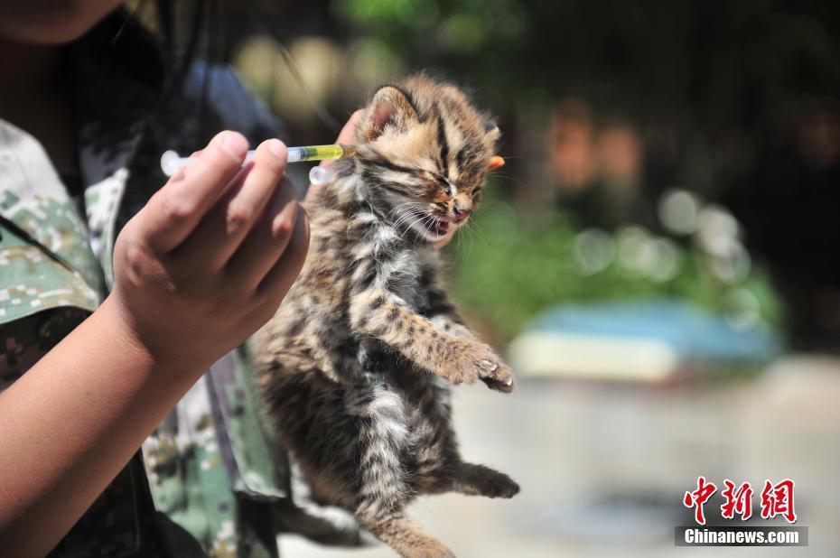 云南野生動(dòng)物園收容救助小豹貓 呆萌惹人愛