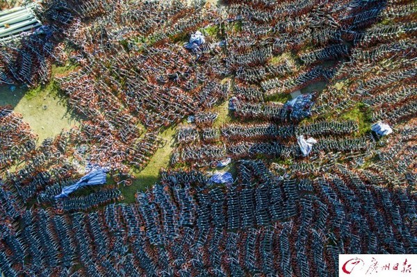 航拍廣州共享單車(chē)中轉(zhuǎn)站　密密麻麻如彈簧