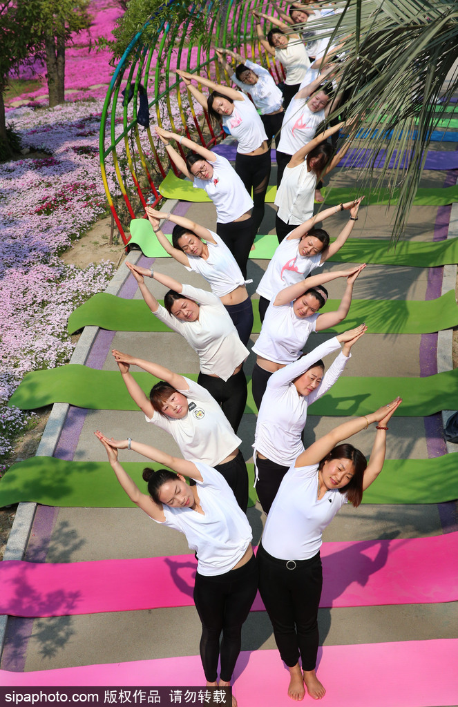 江蘇瑜伽愛(ài)好者花海林間展現(xiàn)運(yùn)動(dòng)之美 愉悅身心成靚麗風(fēng)景