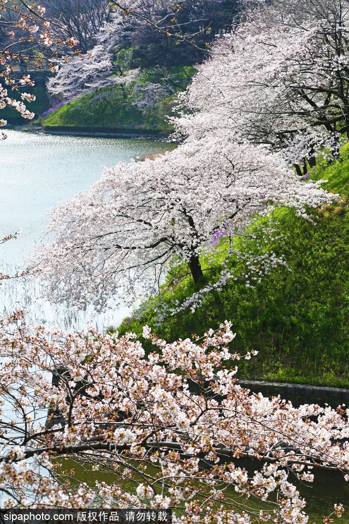 日本櫻花季之目黑河畔 絕美夢幻陶醉春光