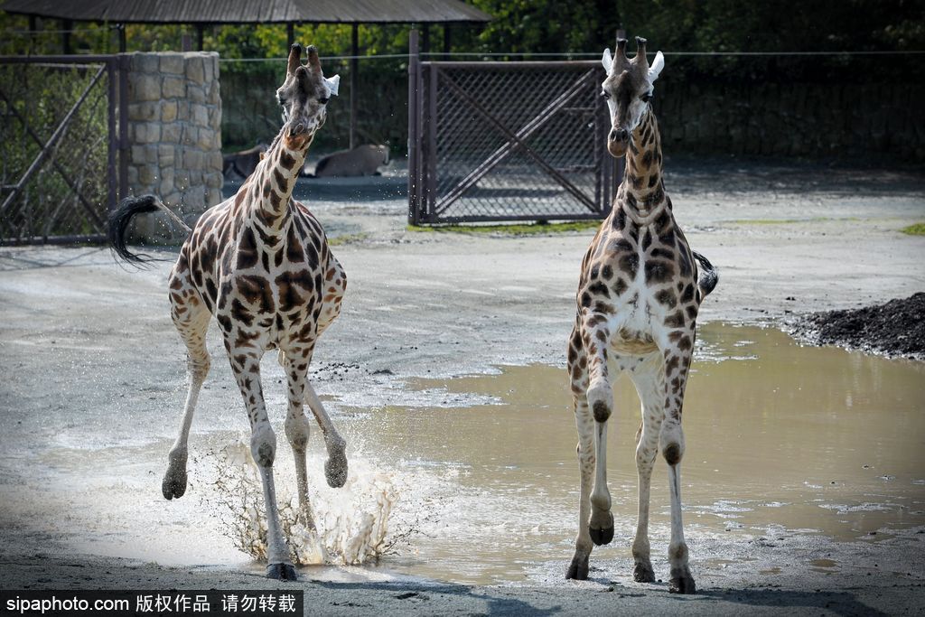 捷克動物園里的長頸鹿 撒歡兒跳水坑呆傻可愛