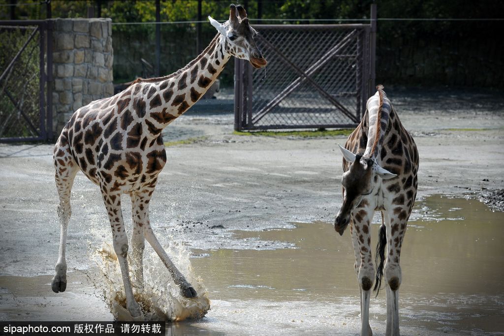 捷克動(dòng)物園里的長(zhǎng)頸鹿 撒歡兒跳水坑呆傻可愛(ài)