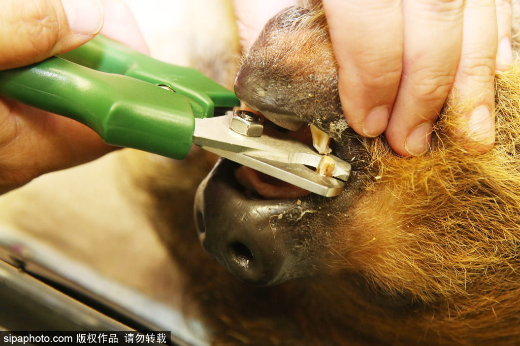 樹懶也有牙病？德國哈雷動物園樹懶接受牙醫治療