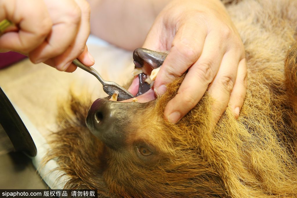 樹懶也有牙病？德國哈雷動物園樹懶接受牙醫治療