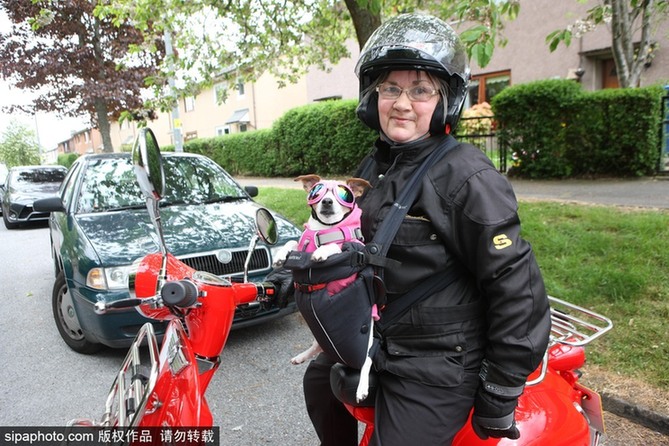 帶上汪星人去兜風(fēng) 主人為愛犬打造摩托車安全背帶