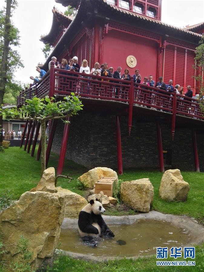 旅荷大熊貓“星雅”“武雯”首次公開亮相