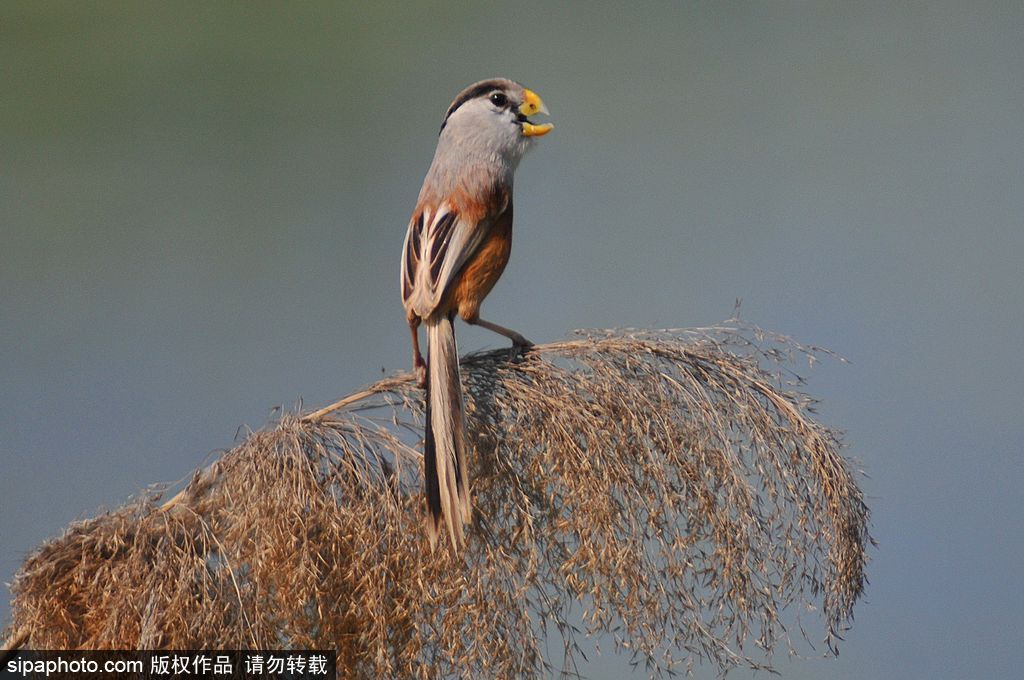 活化石“鳥(niǎo)中熊貓”——震旦鴉雀 落戶青島入海口濕地