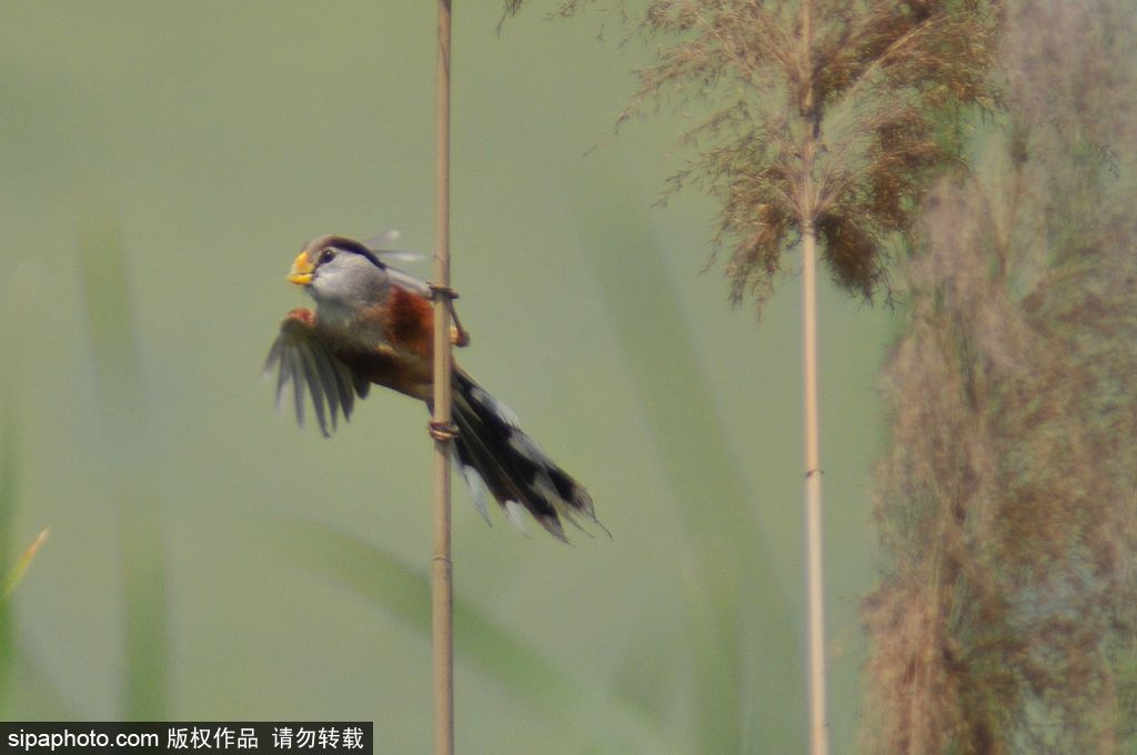 活化石“鳥中熊貓”——震旦鴉雀 落戶青島入海口濕地