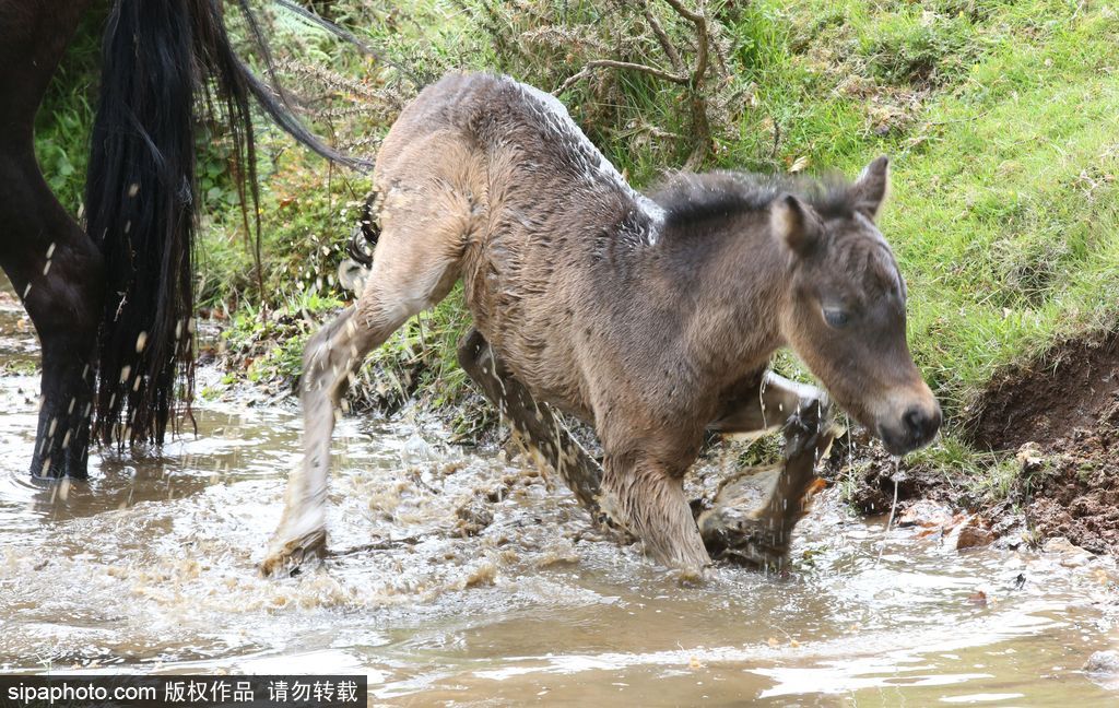 英國(guó)：剛出生小馬駒高溫難耐 河中打滾降溫樂(lè)壞了