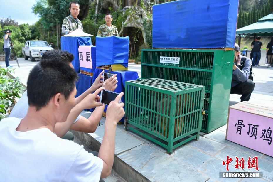 云南266頭(只)野生動物被放歸自然