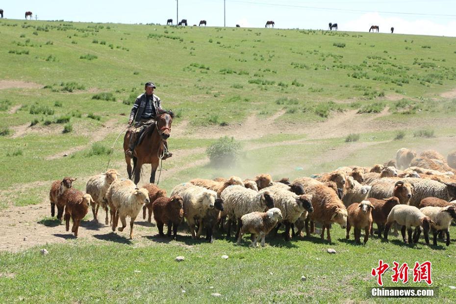 實(shí)拍伊犁牧民夏季轉(zhuǎn)場(chǎng)“大遷徙”