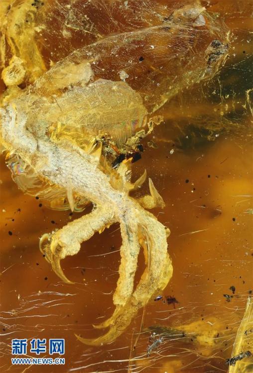 科學家首次在琥珀中發現雛鳥標本