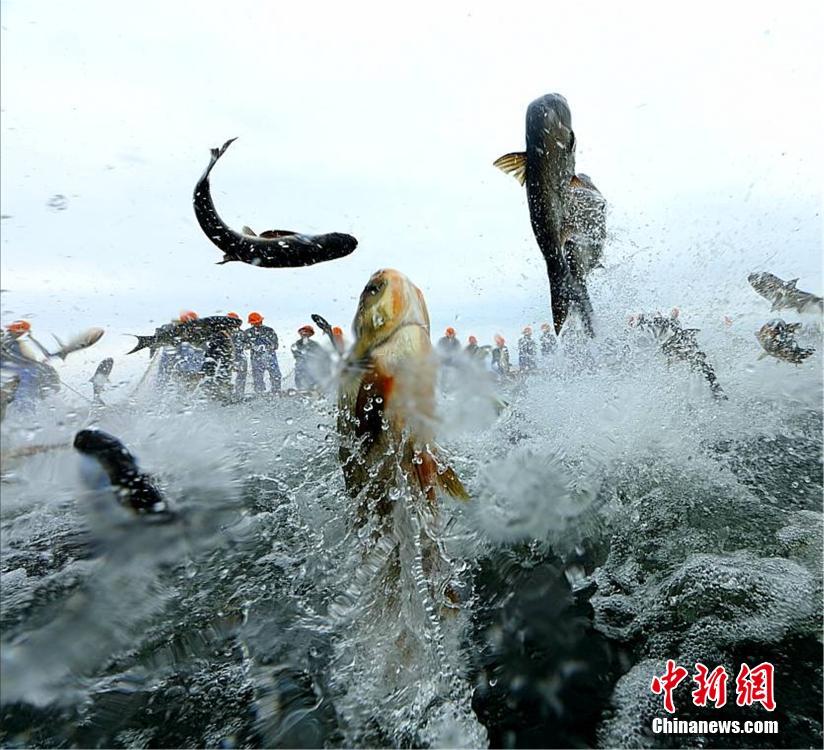 浙江千島湖再現“巨網捕魚” 萬魚起躍堪稱盛景