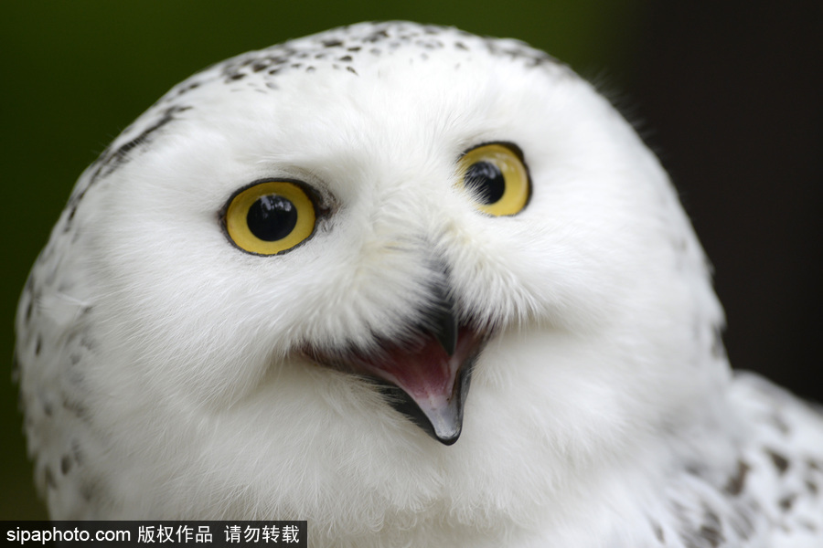天生愛笑 捷克動(dòng)物園里的雪鸮“笑瞇瞇”呆萌可愛