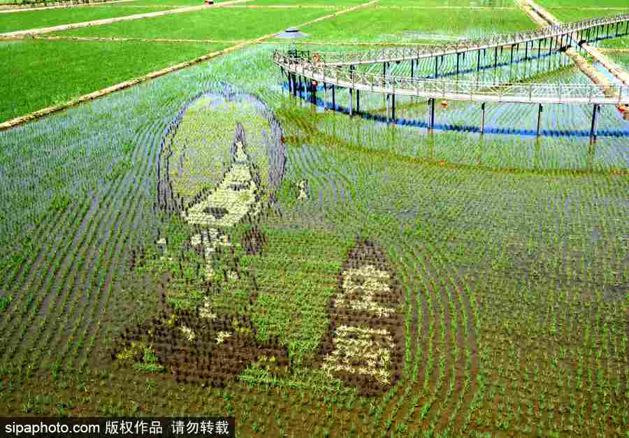 沈陽巨幅3D稻田畫進入觀賞期 “龍圖騰”“天女散花”震撼亮相