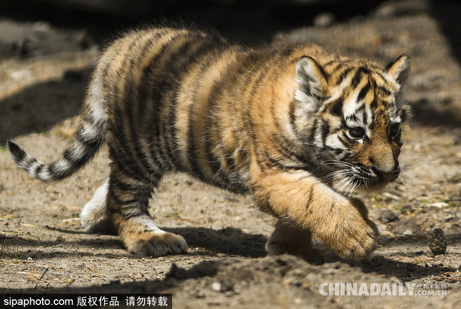 俄羅斯動(dòng)物園里的西伯利亞虎幼崽 小家伙虎頭虎腦超呆萌