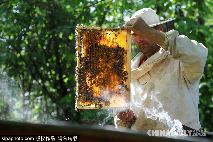 深山里的原生態(tài)蜂蜜 探訪白俄羅斯養(yǎng)蜂農(nóng)場